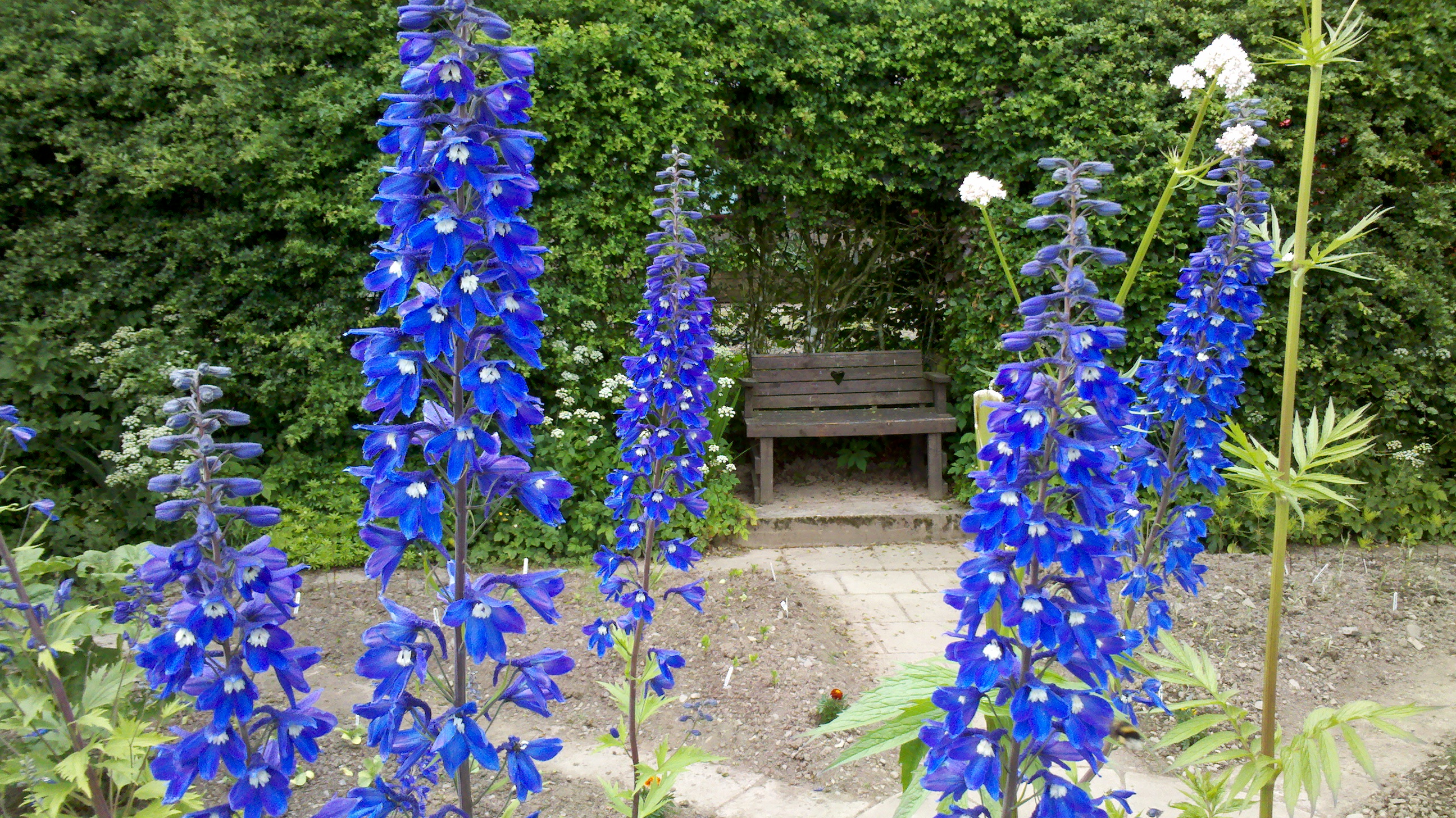 Image result for gaping monkshood