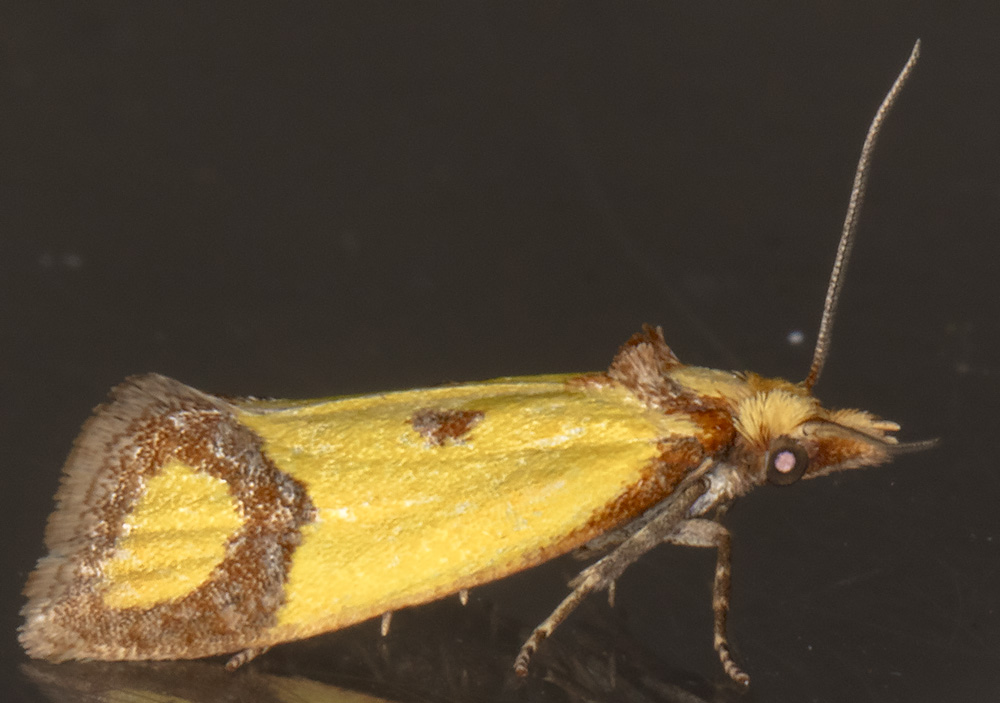 Agapeta zoegana