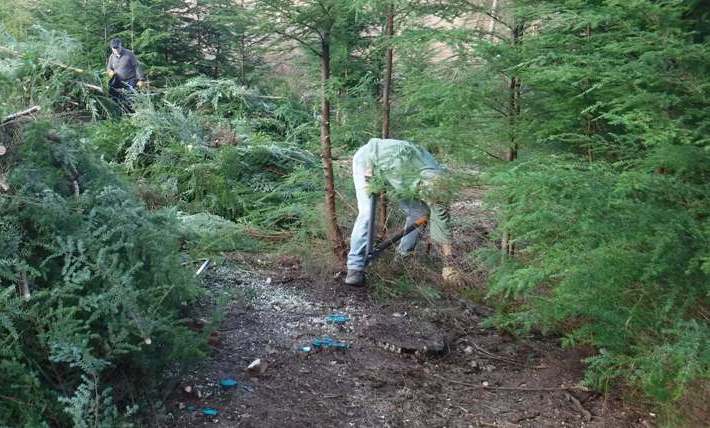 at work in the forest