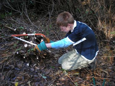 trimming stumps