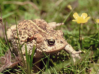 natterjack_toad_340.jpg_23042007-1148-39.jpg