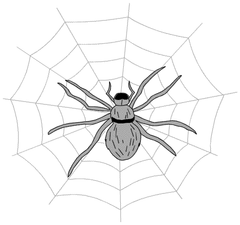 Our own pet spider, Serafina Our own pet spider, Serafina