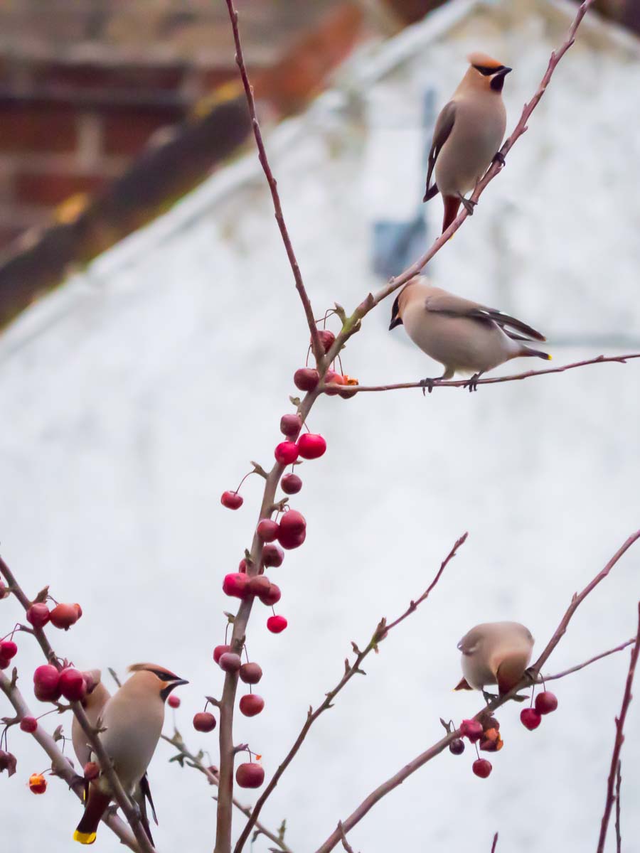 4 waxwings on crab apple tree