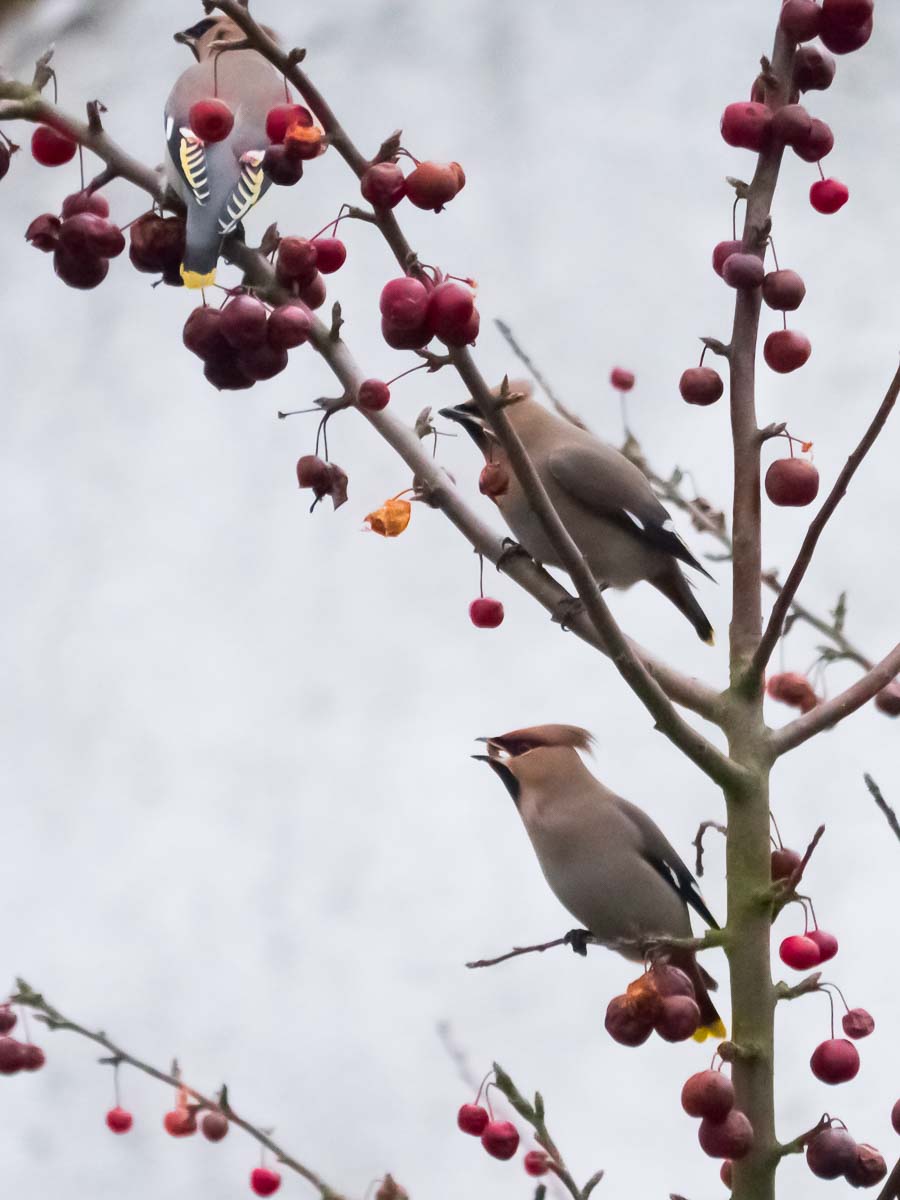 waxwings