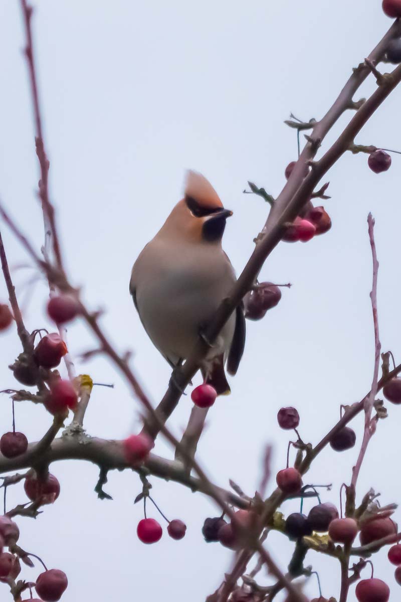 waxwing