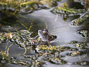 frog in a pond