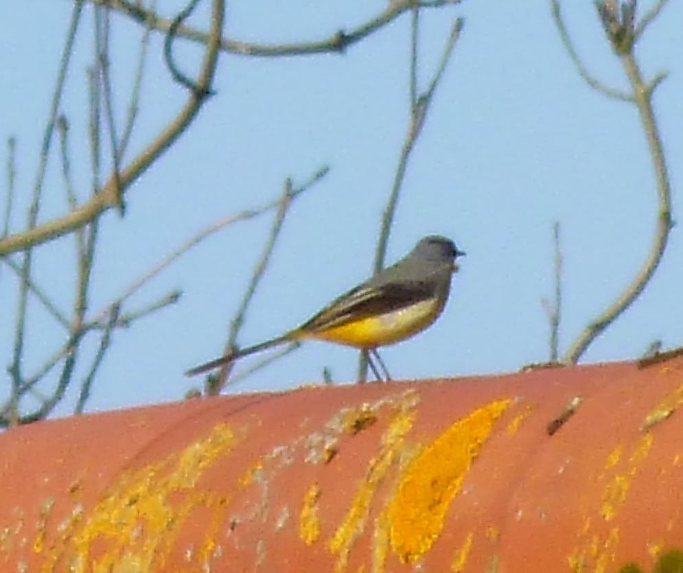 grey wagtail