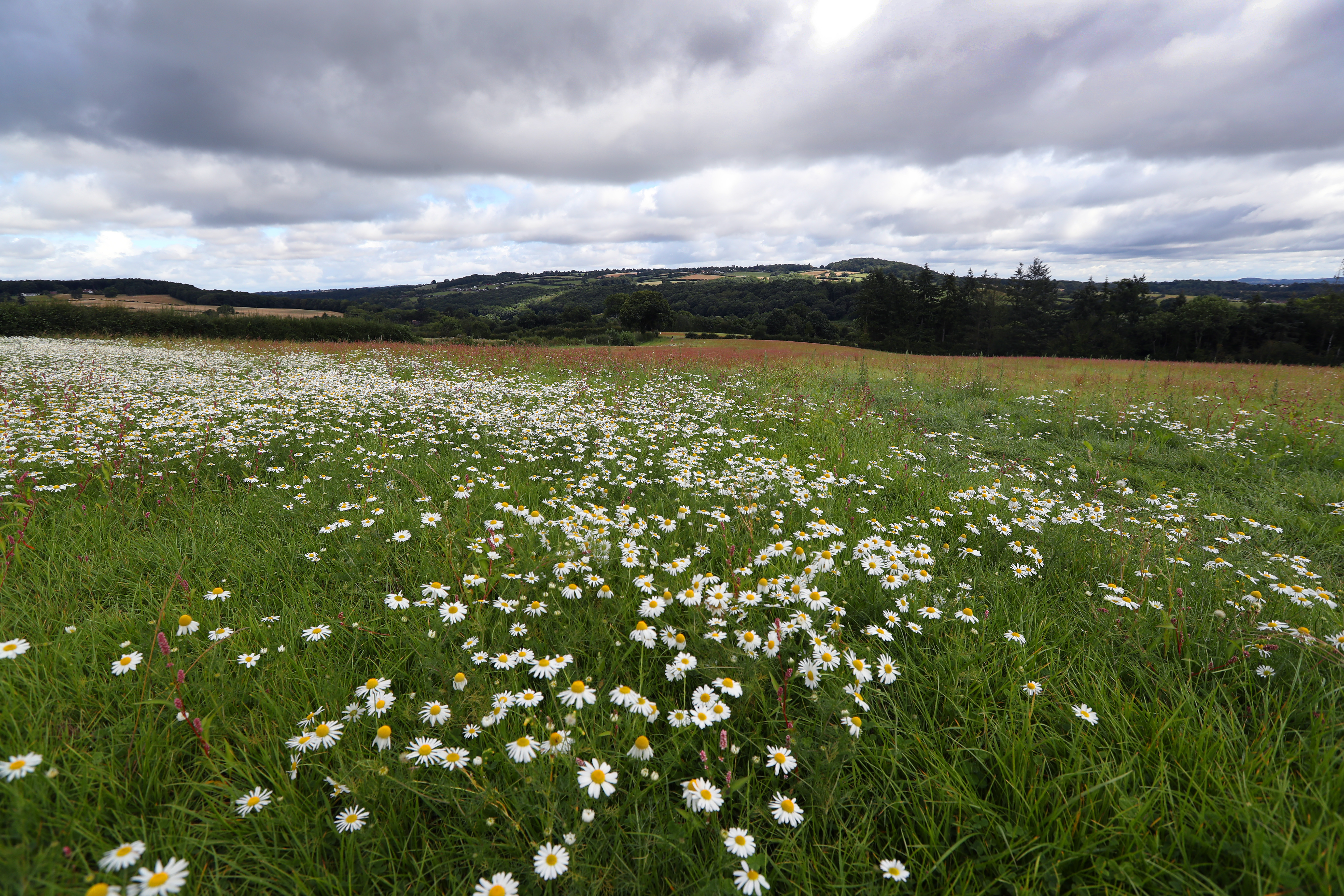 Image of wildflowers on the site
