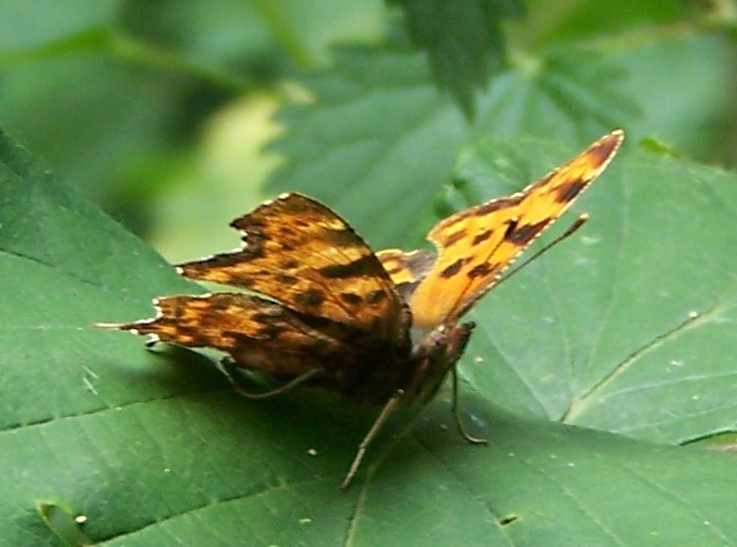 /Media/1620/Commabutterfly.jpg