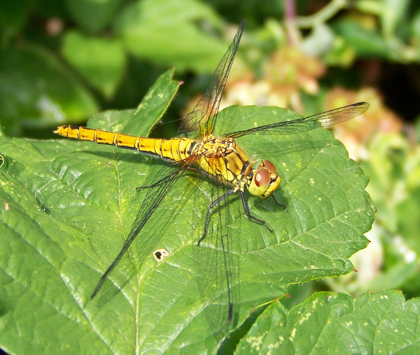 /Media/1620/Dragonfly.jpg