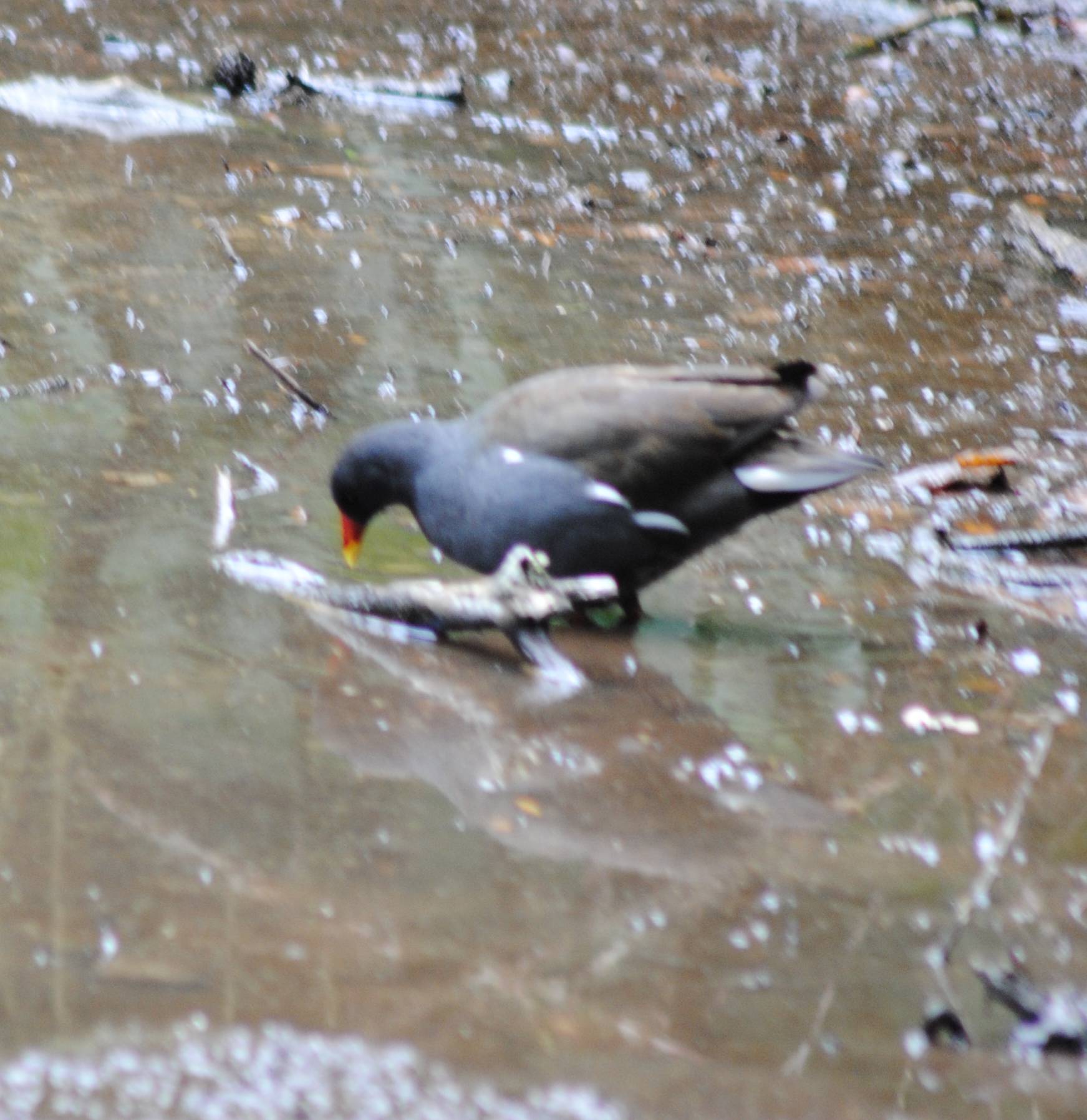 /Media/1620/Moorhen.jpg