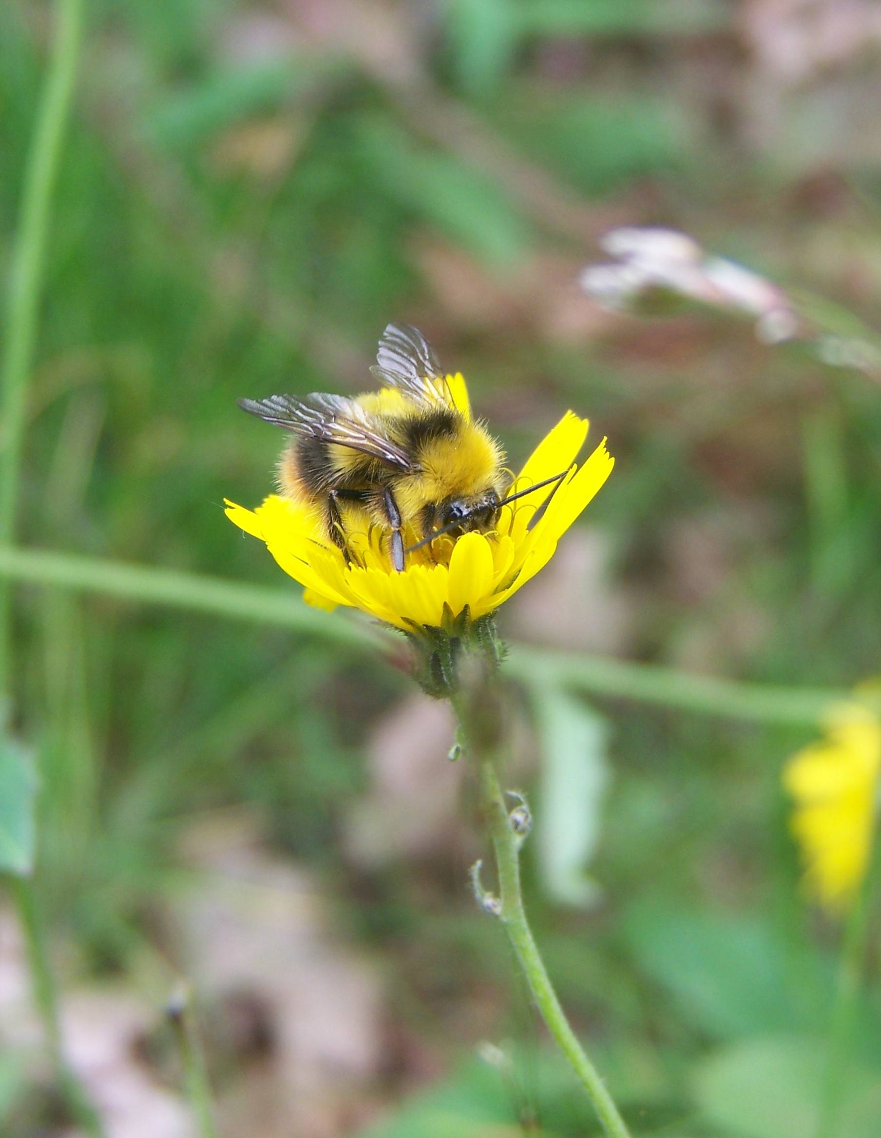 /Media/1620/bee.jpg