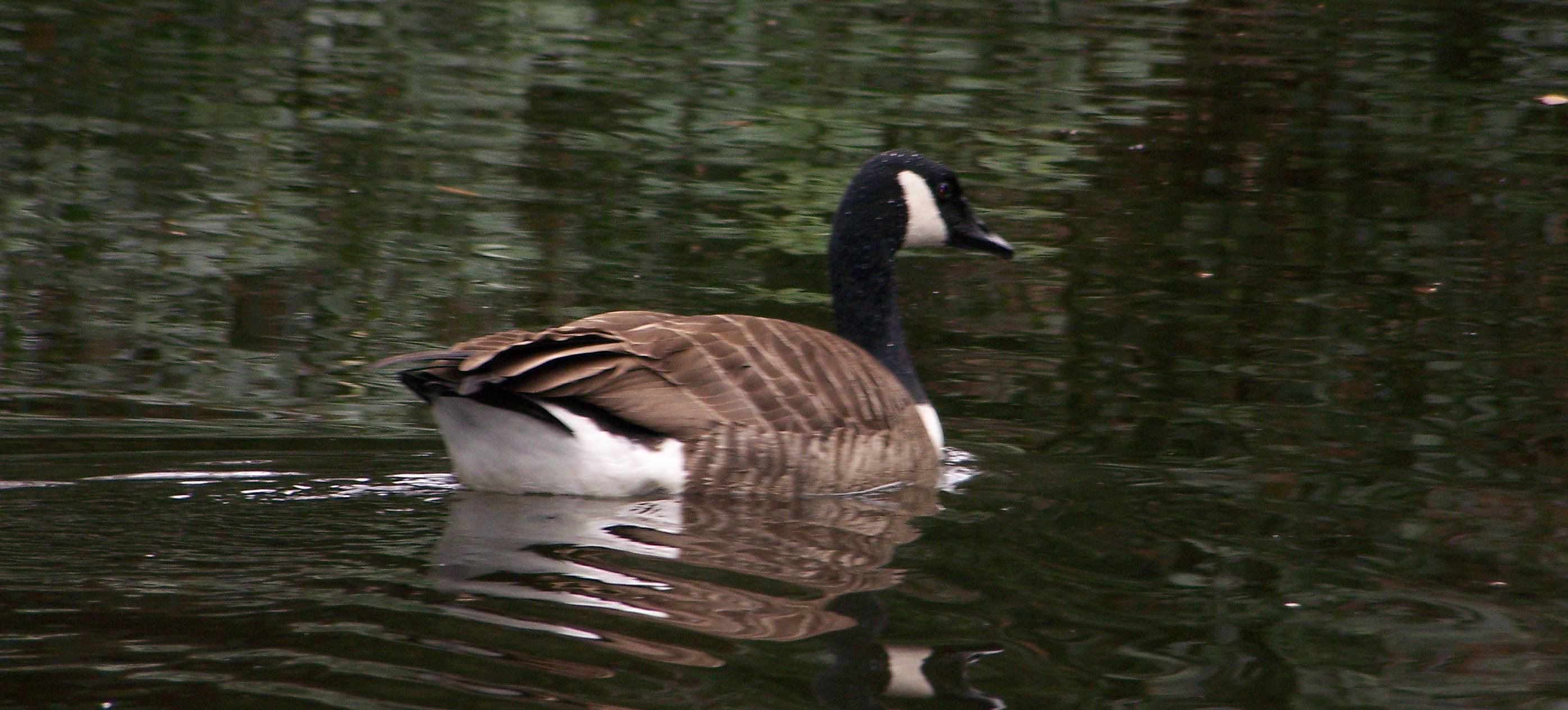 /Media/1620/goose.jpg