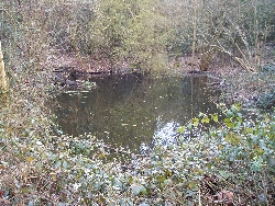 /Media/1620/pond3.jpg
