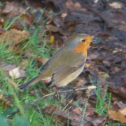 /Media/1620/robin.jpg