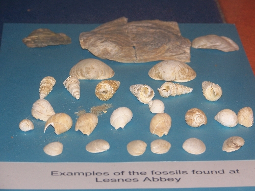 /Media/1620/shells.jpg