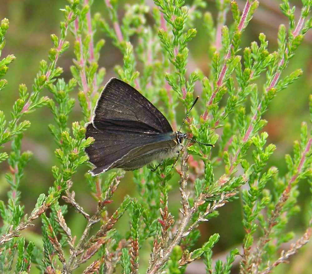 /Media/1620/small_blue_butterfly_reduced.jpg