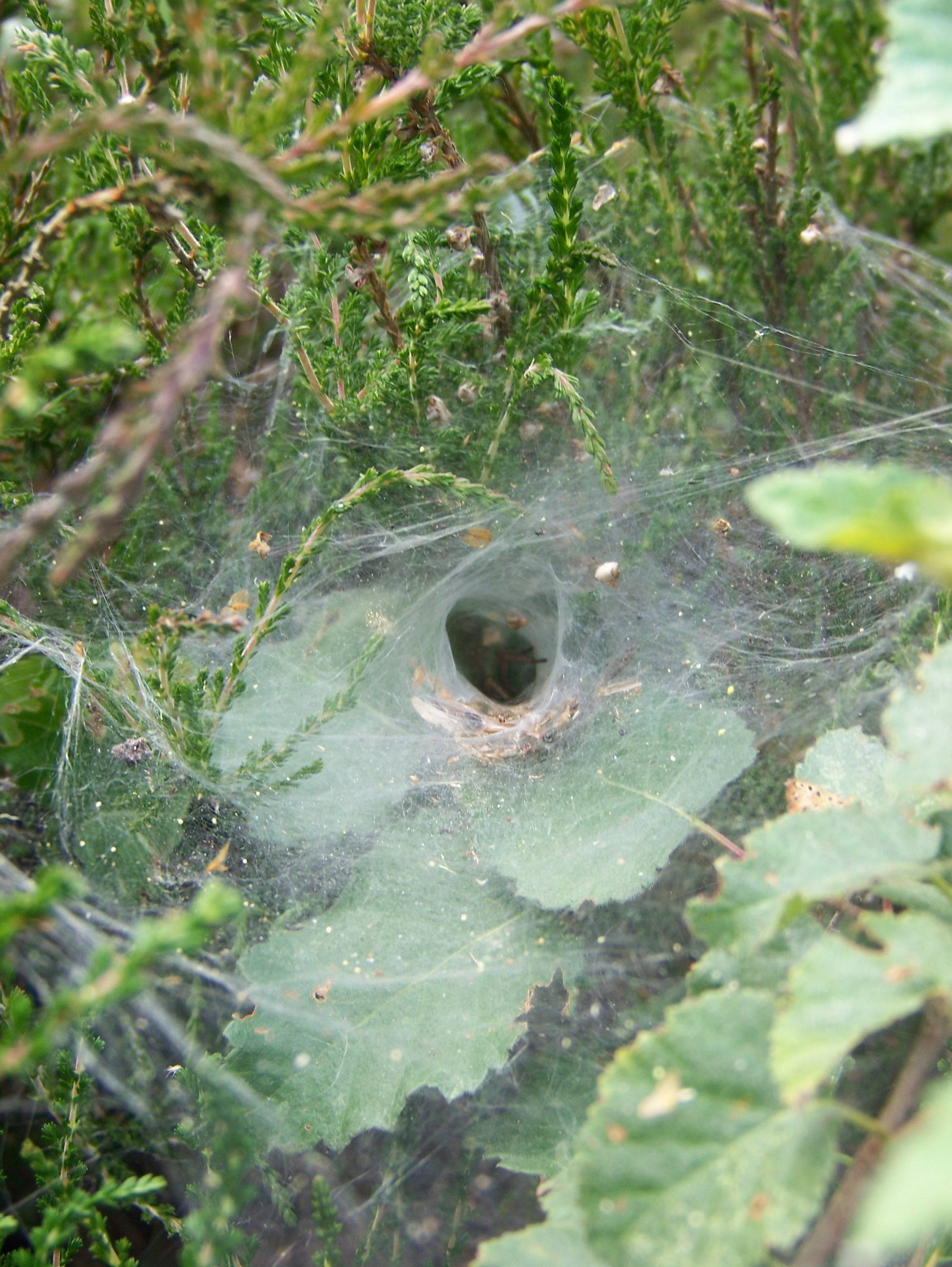/Media/1620/spider.jpg