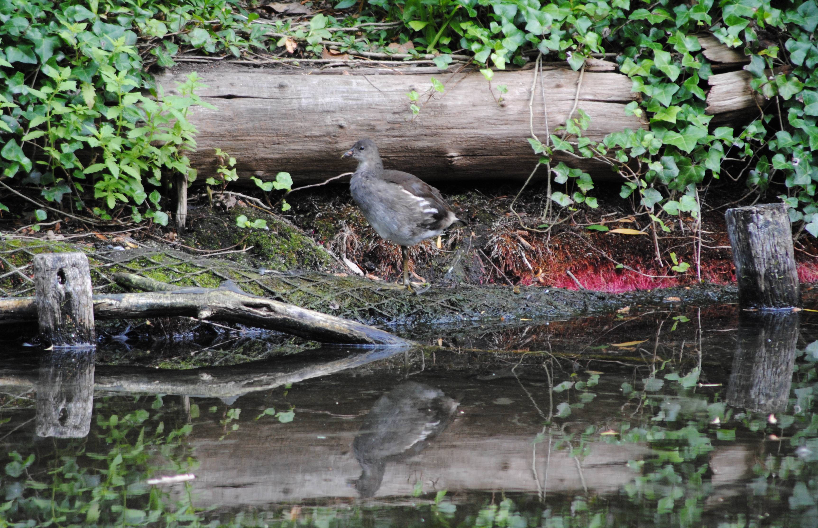 /Media/1620/youngmoorhen.jpg