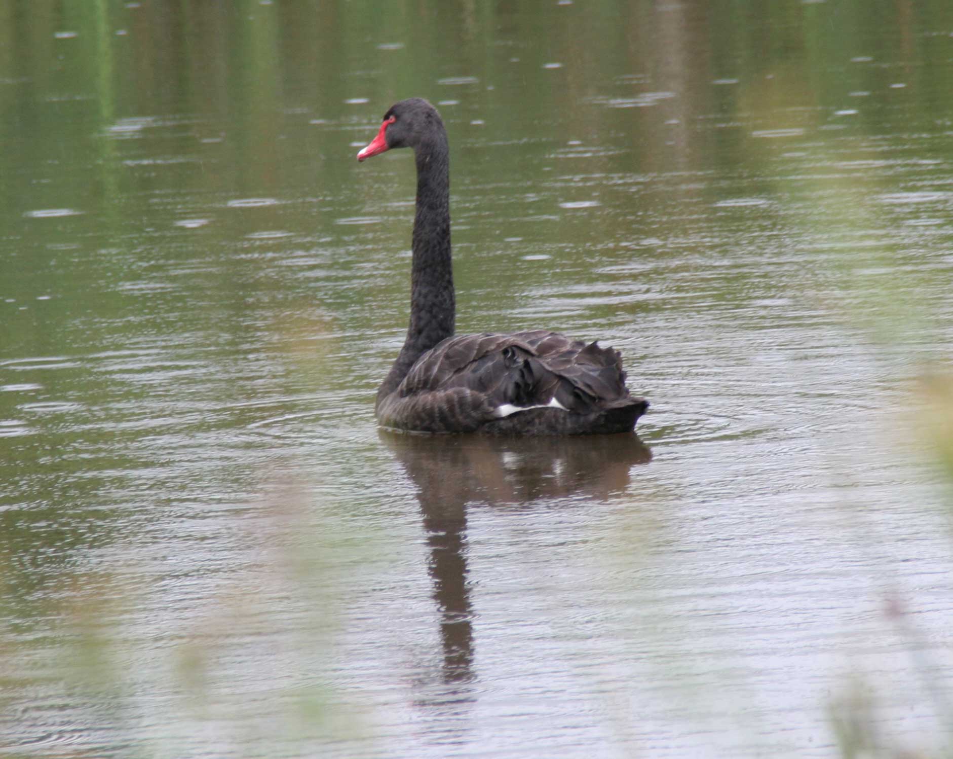 Black swan