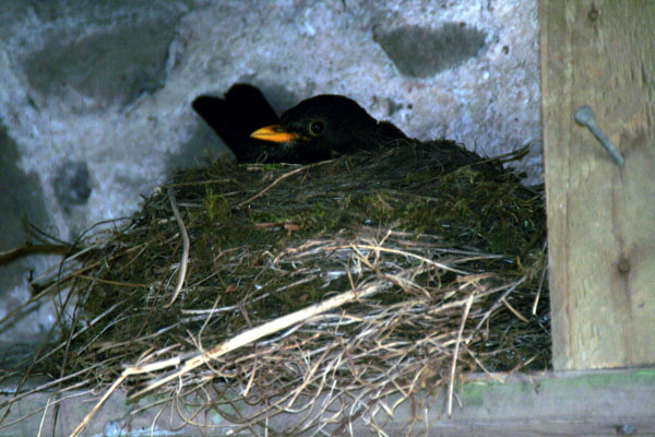 Blackbird