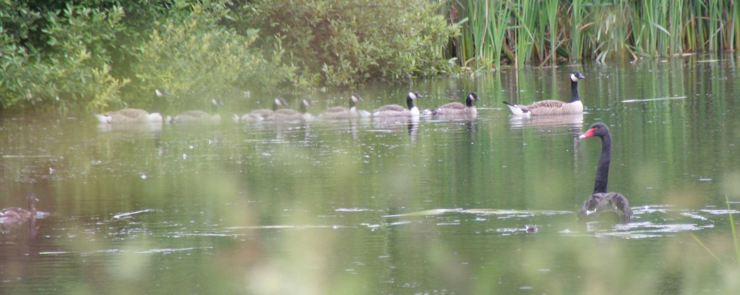 Swan and other waterfowl