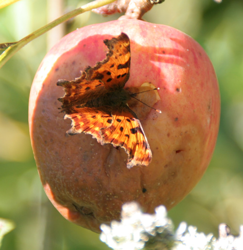 Comma Comma