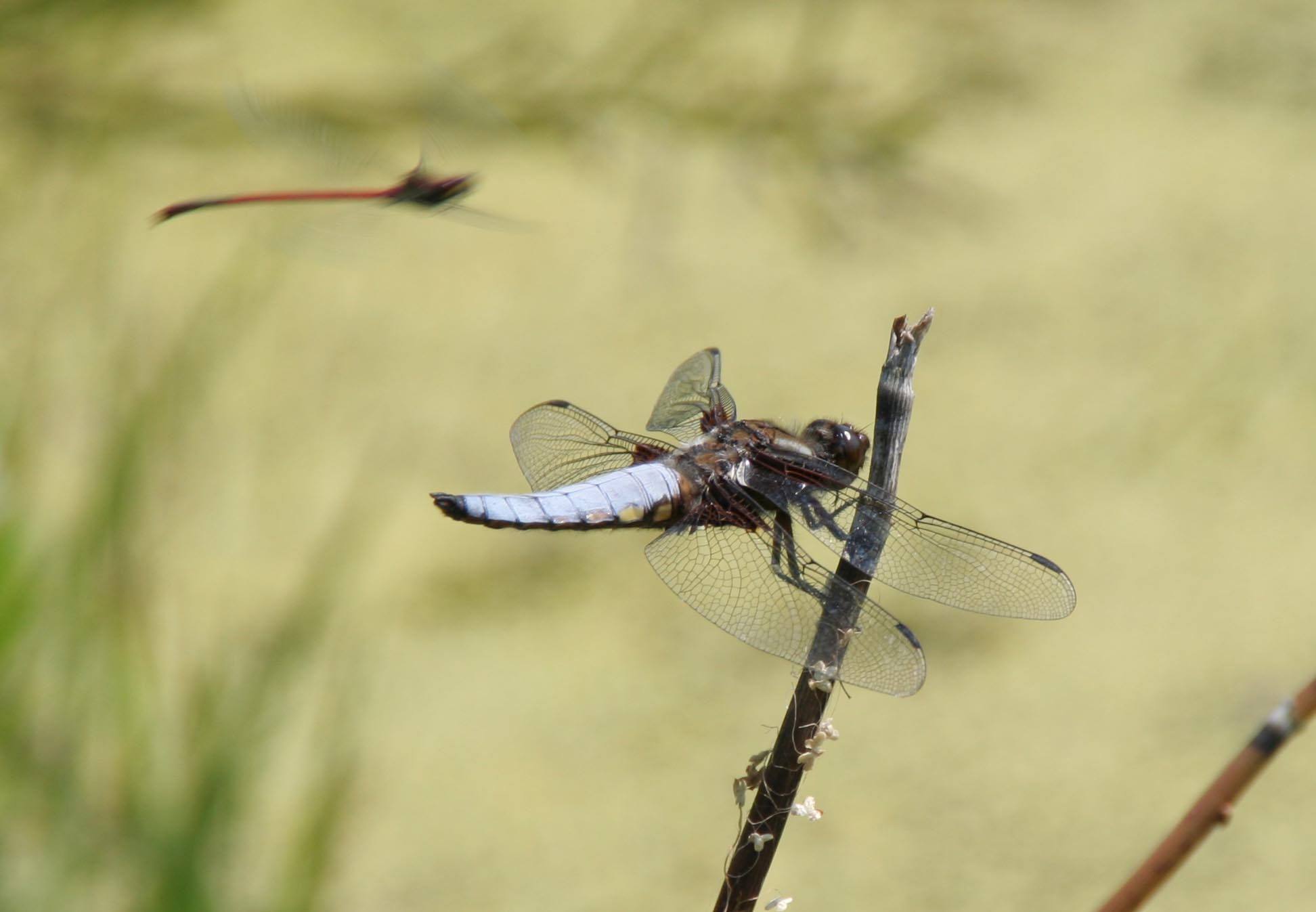 Dragonflies Dragonflies