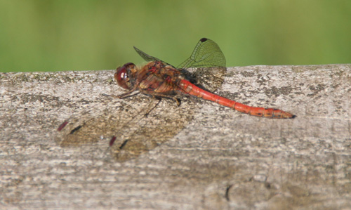 Dragonfly Dragonfly