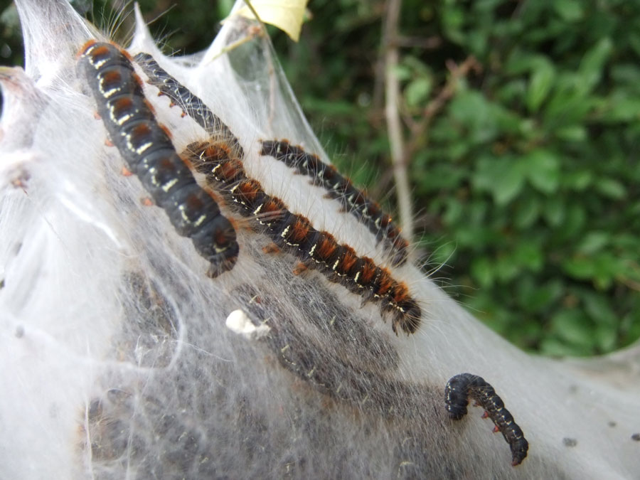 Ermine moth caterpillars
