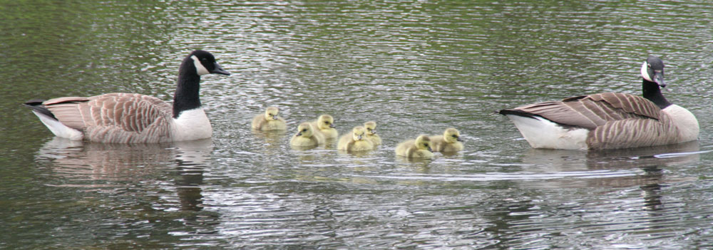 A Canada Goose family