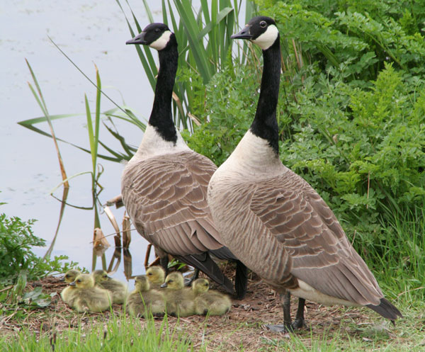 Geese on the bank