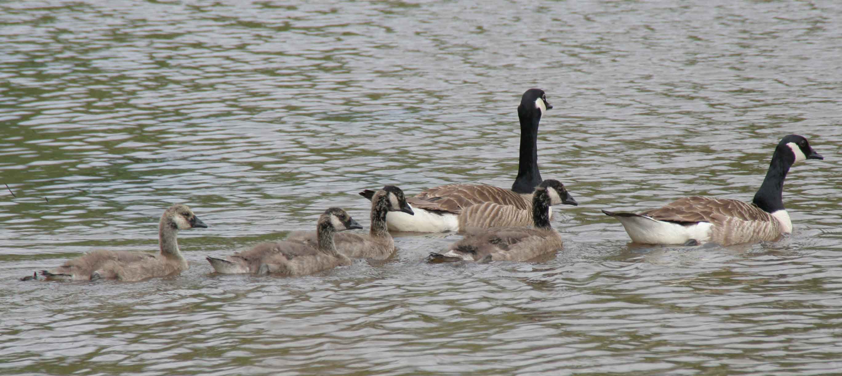 Canada Geese