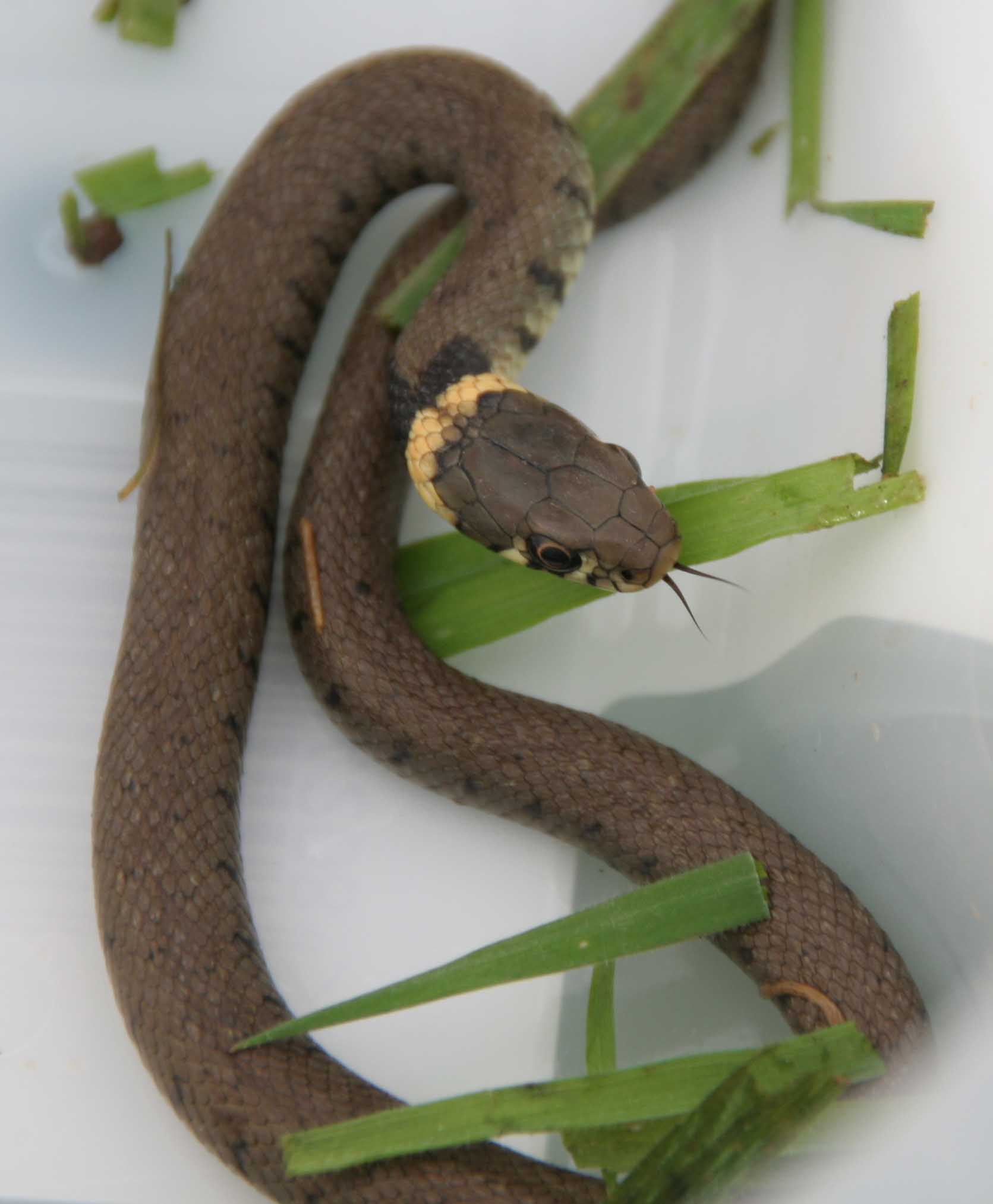 Grass Snake Grass snake