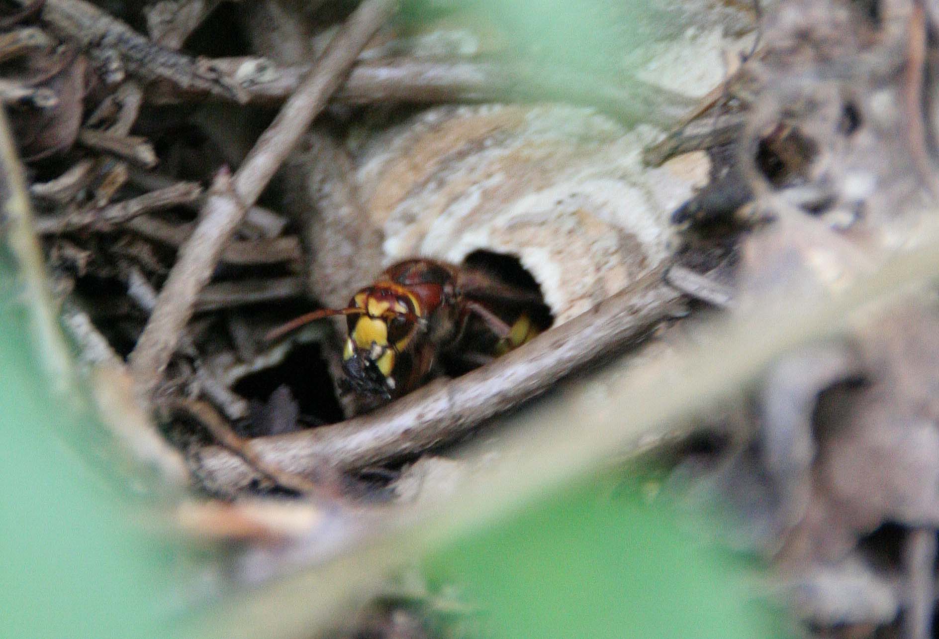 Hornet Hornet