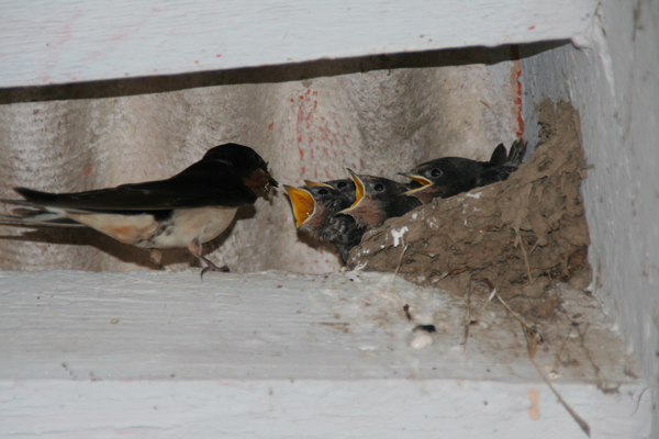 Swallows in Utility Swallows in Utility