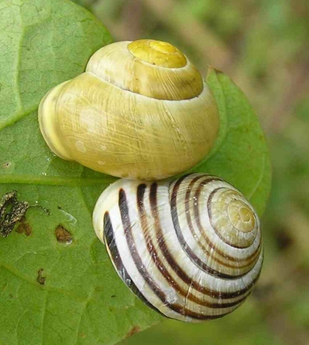 White_lipped_Banded_snails.jpg