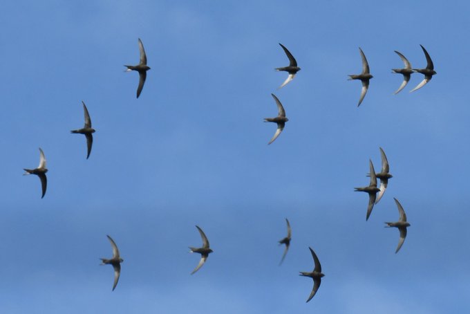 Several swifts flying overhead against  blue sky