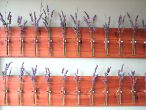 lavender - what to do with it, what it's for, where it comes from