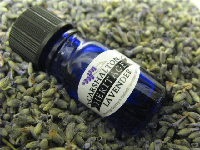 Carshalton Heritage Lavender