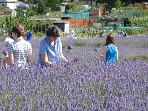 the harvest in July