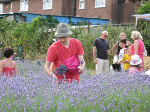 the community harvest - visitors come and pick their own lavender