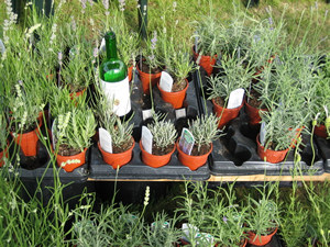 young lavender plants
