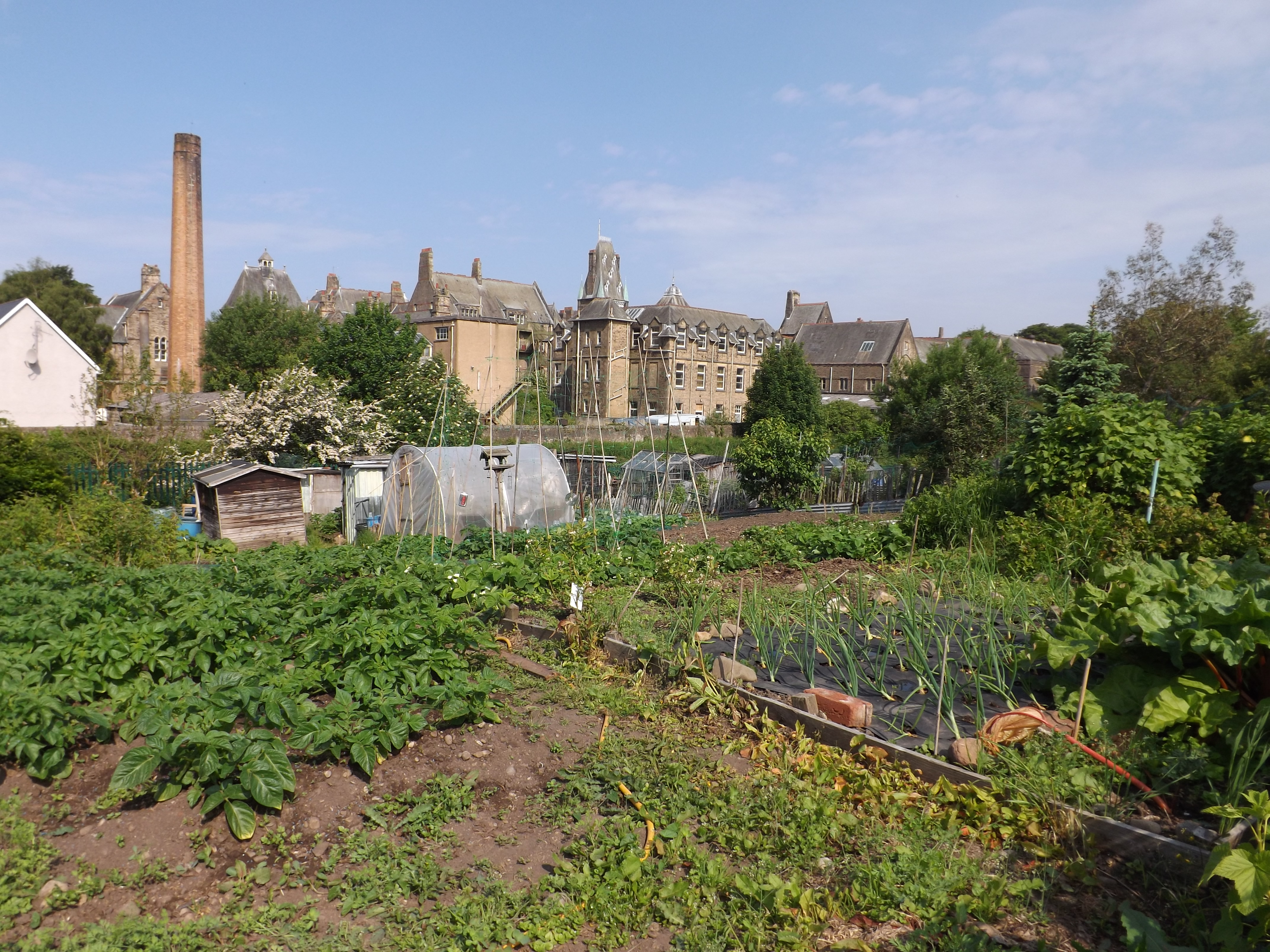 Dorrington Road Allotment Association Gallery (2013 Photos)