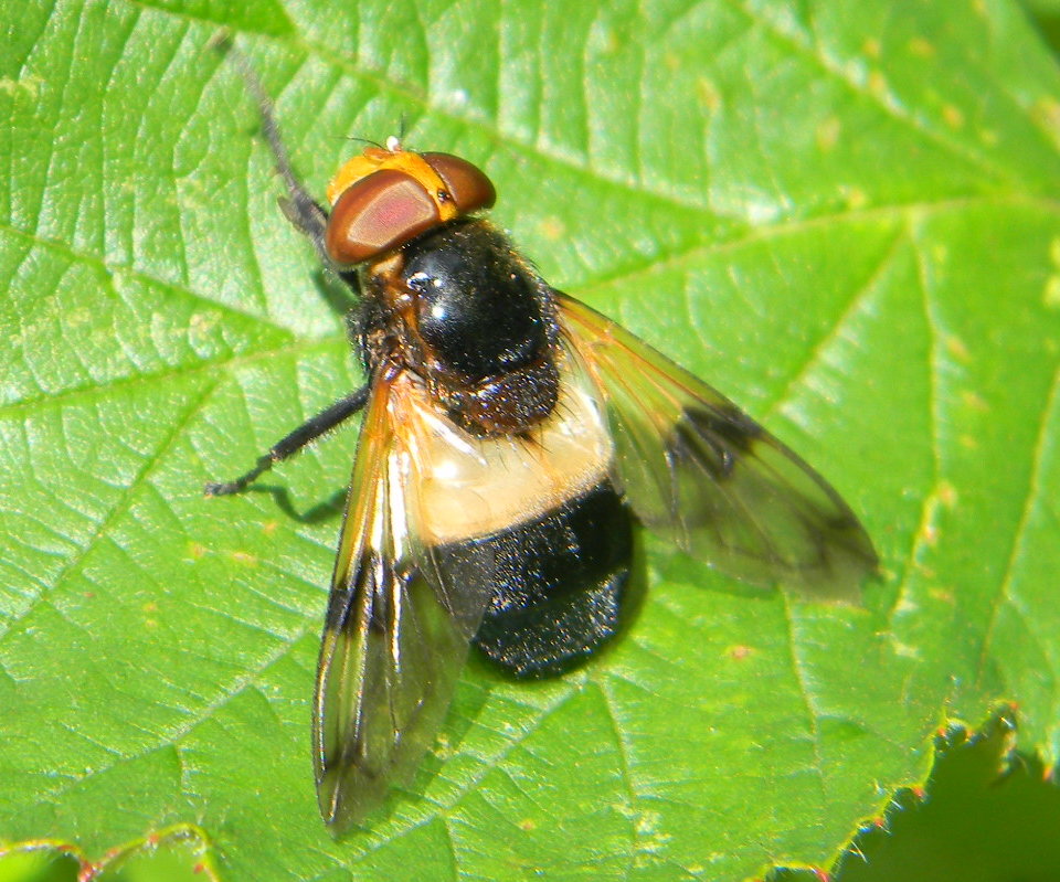 Hoverfly-Volucellapellucens.JPG