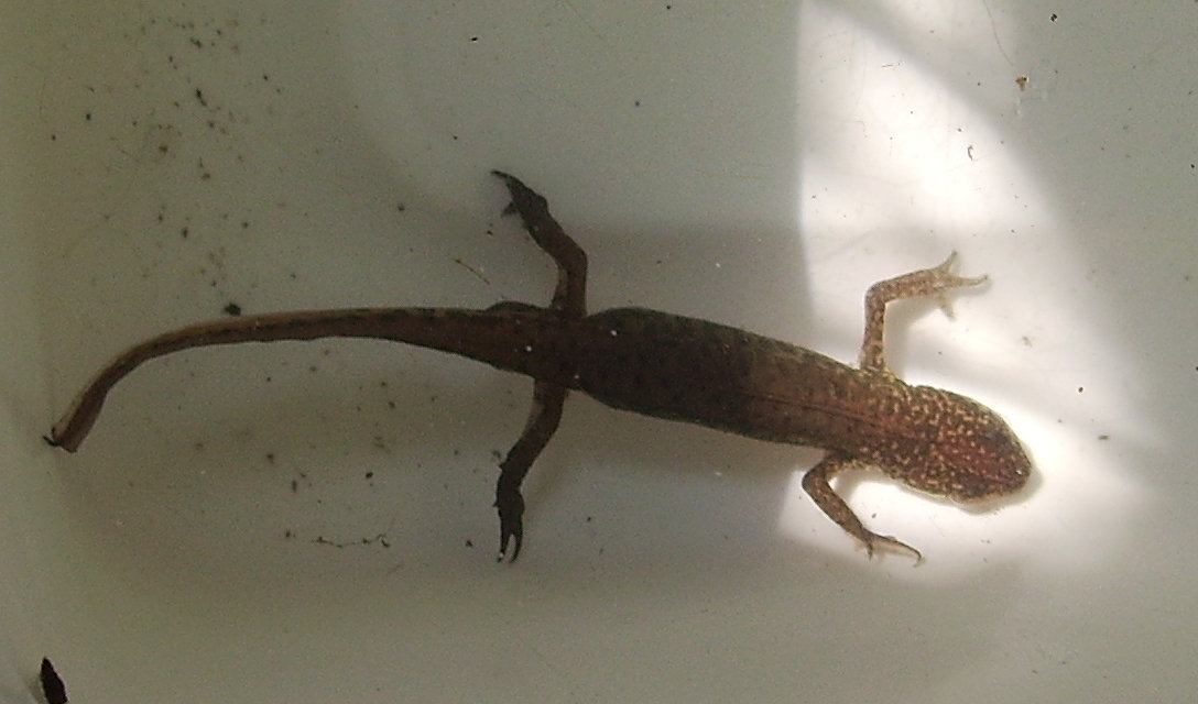 NEWT.JPG