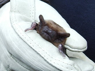 Noctule bat.JPG