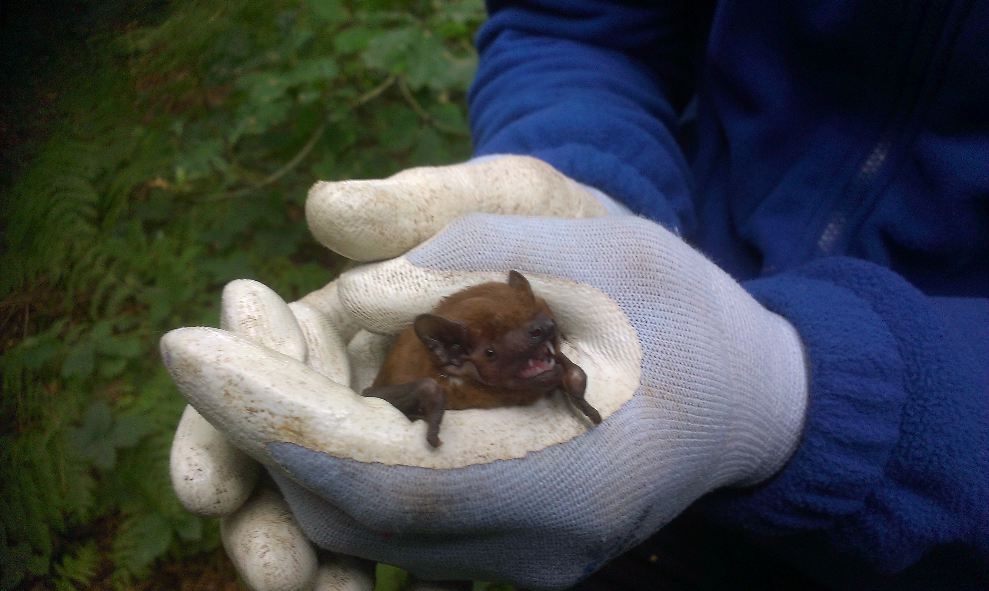 Leicestershire Rutland Bat Group Home