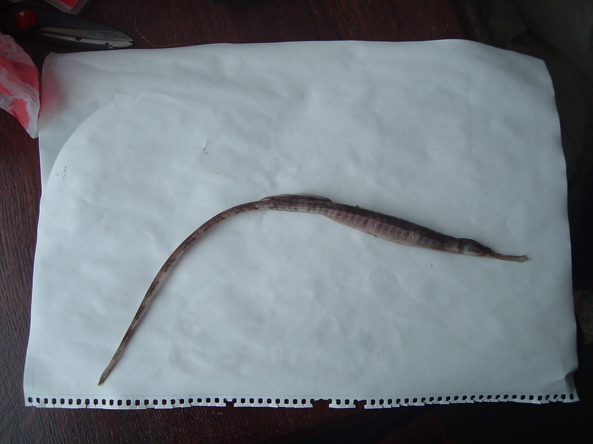 greater pipefish