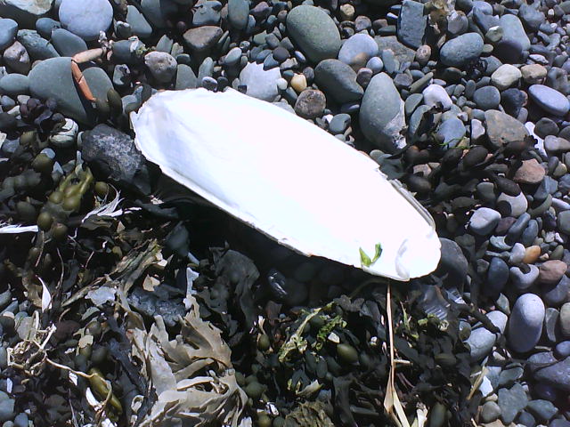 cuttlefish bone